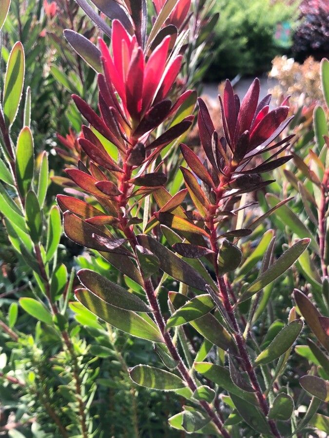 Leucadendron salignum leaf