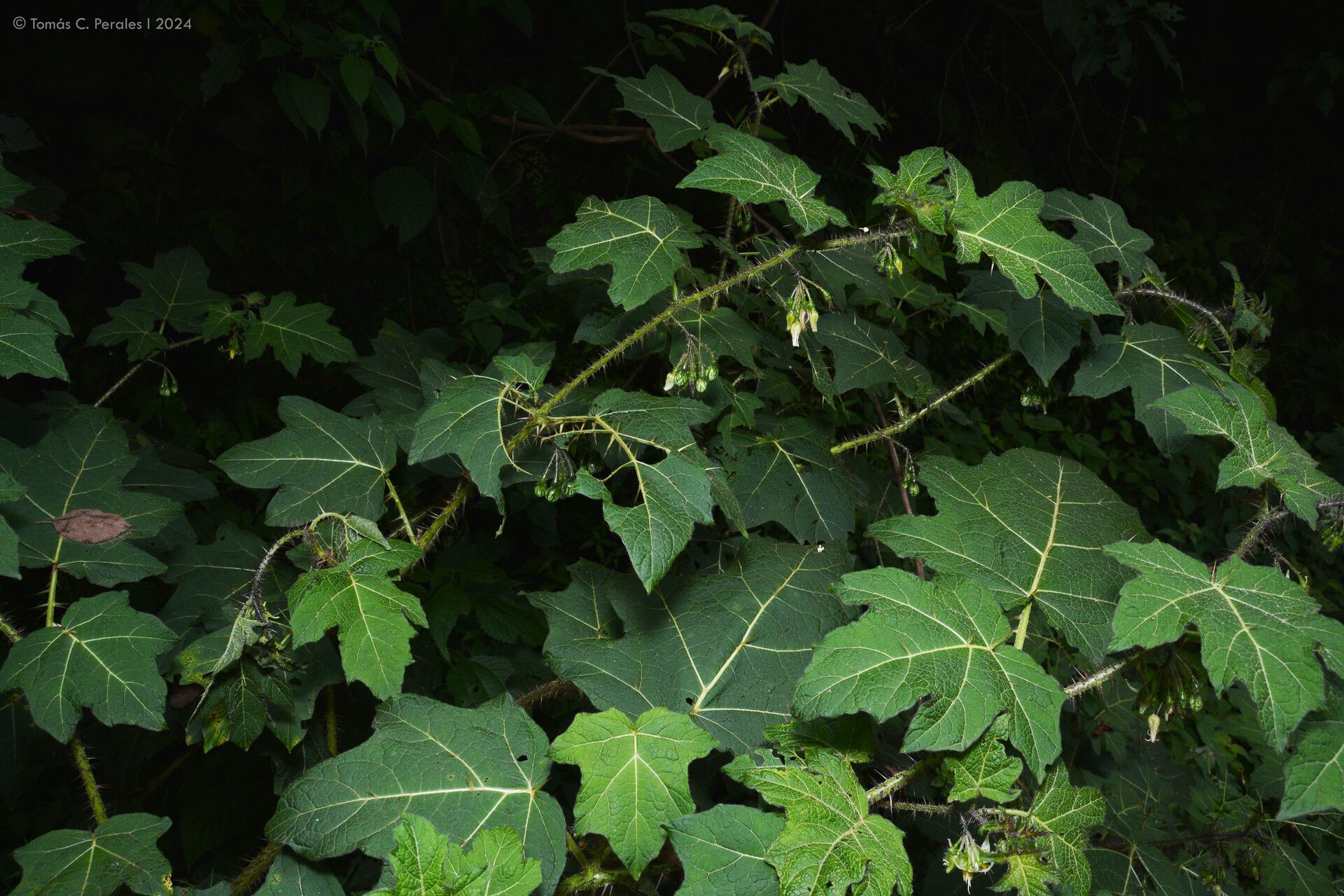 Solanum tenuispinum habit