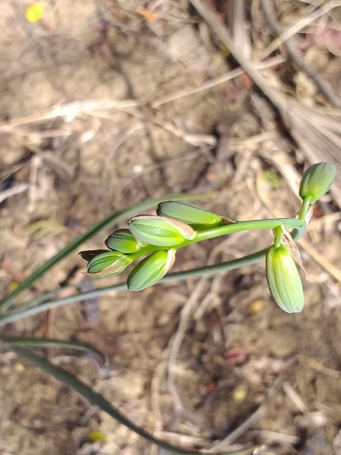 Albuca abyssinica flower