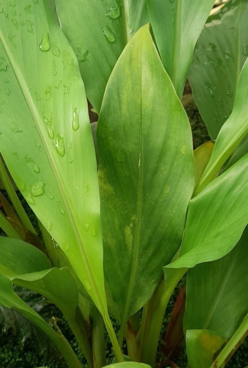 Hedychium hasseltii leaf