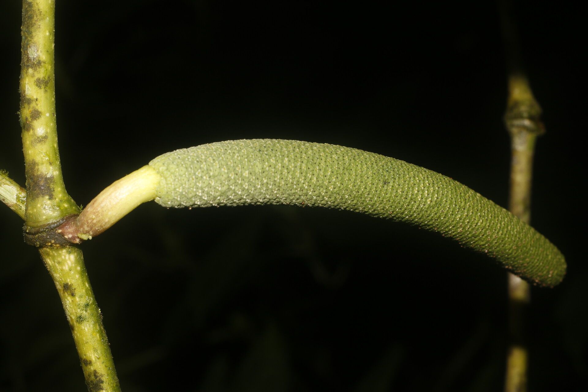 Piper pseudobumbratum fruit