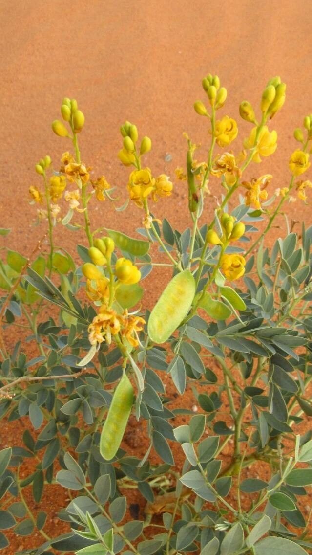 Senna alexandrina flower