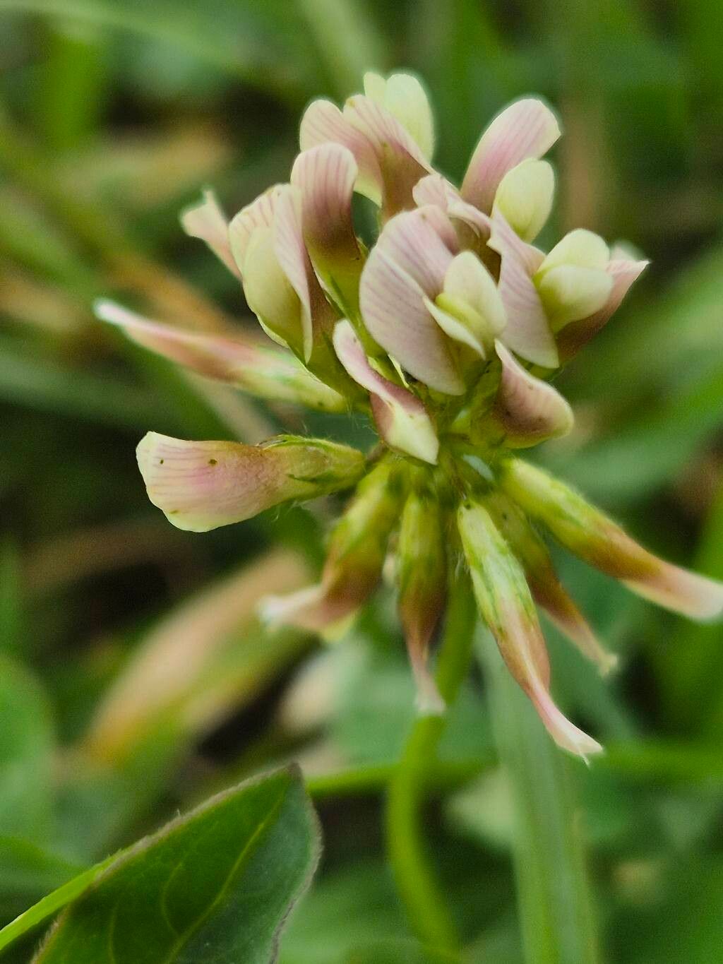 Trifolium elgonense flower