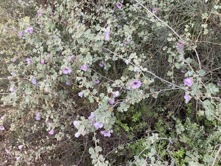 Malva subovata flower