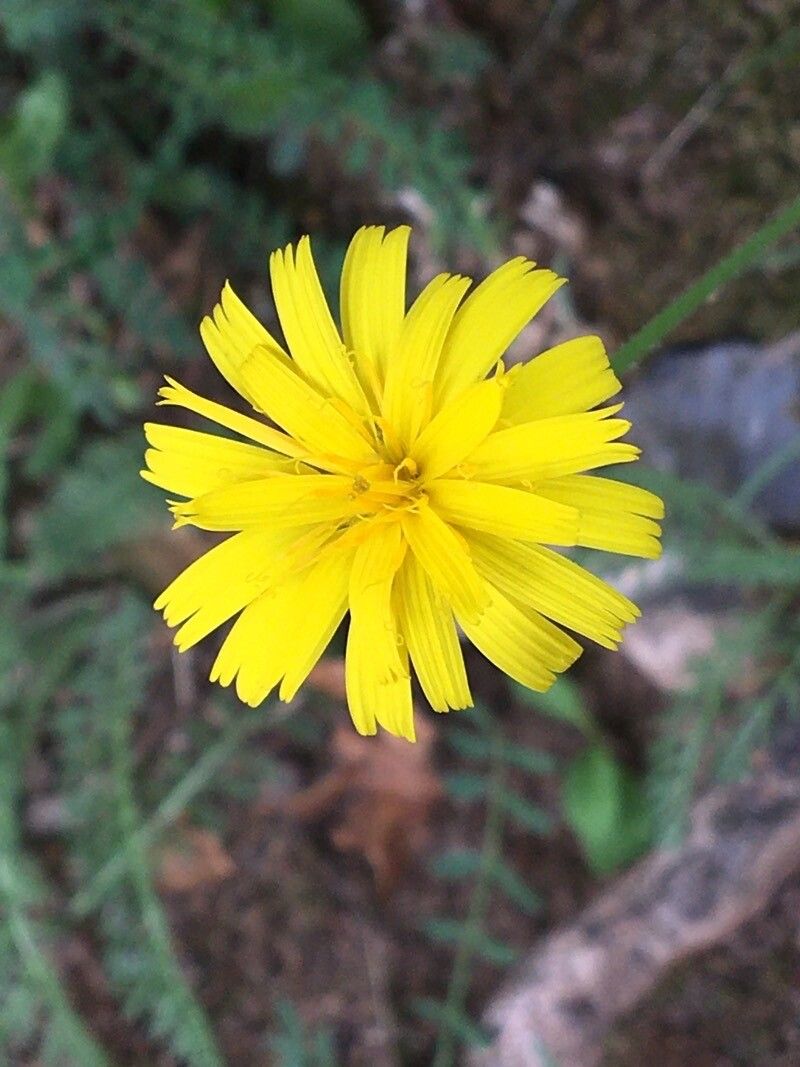 Hieracium gouanii flower