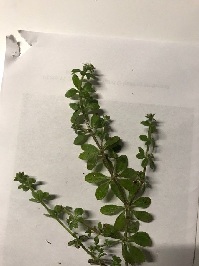 Galium asprellum leaf