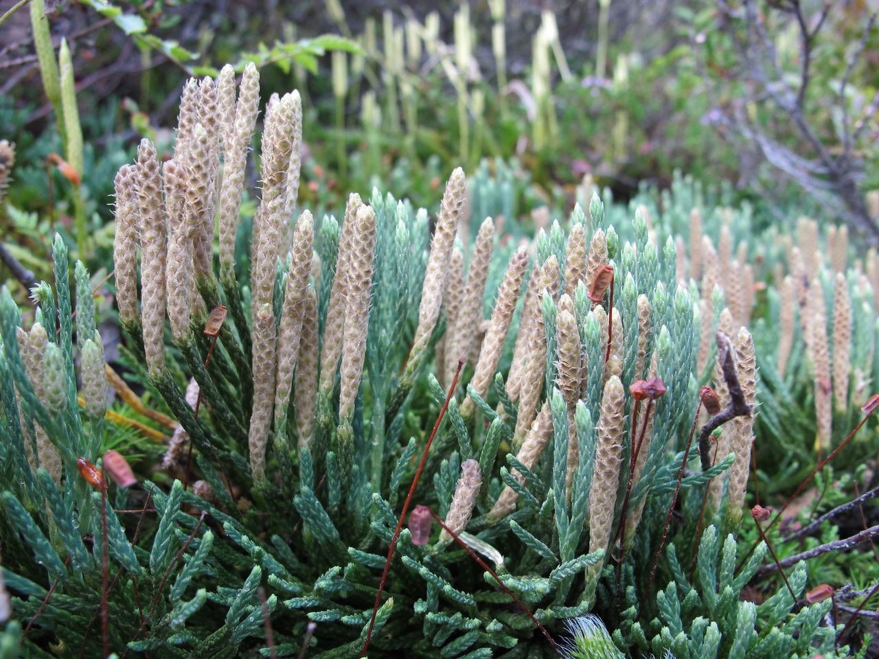Diphasiastrum oellgaardii flower