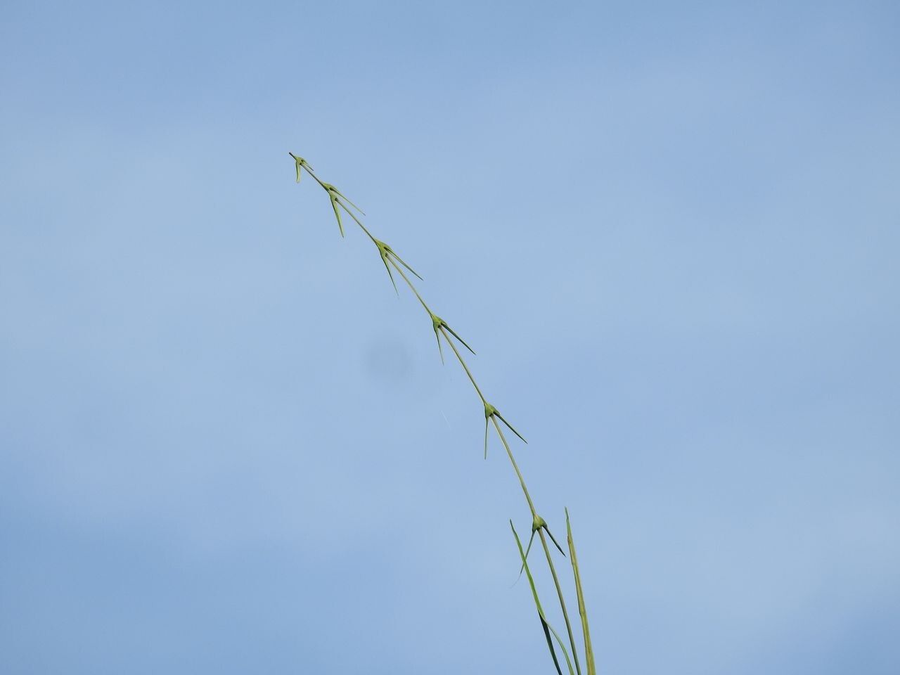 Desmoncus horridus — related species from the same genus