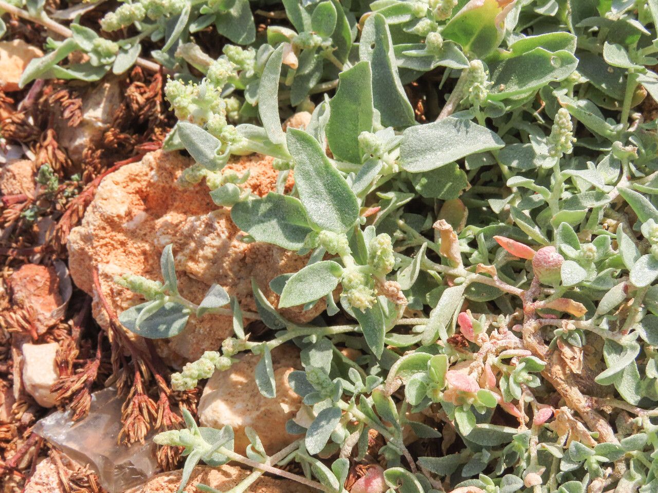 Atriplex tornabenei — houseplant care guide