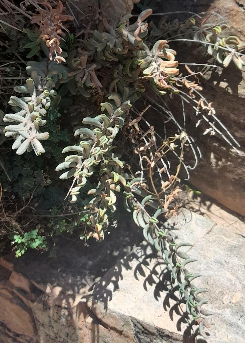 Hemionitis ternifolia habit