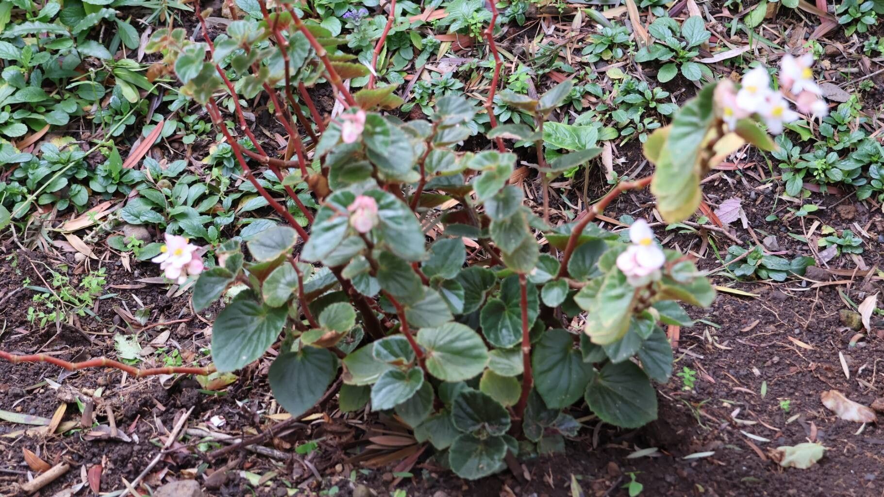 Begonia fischeri habit