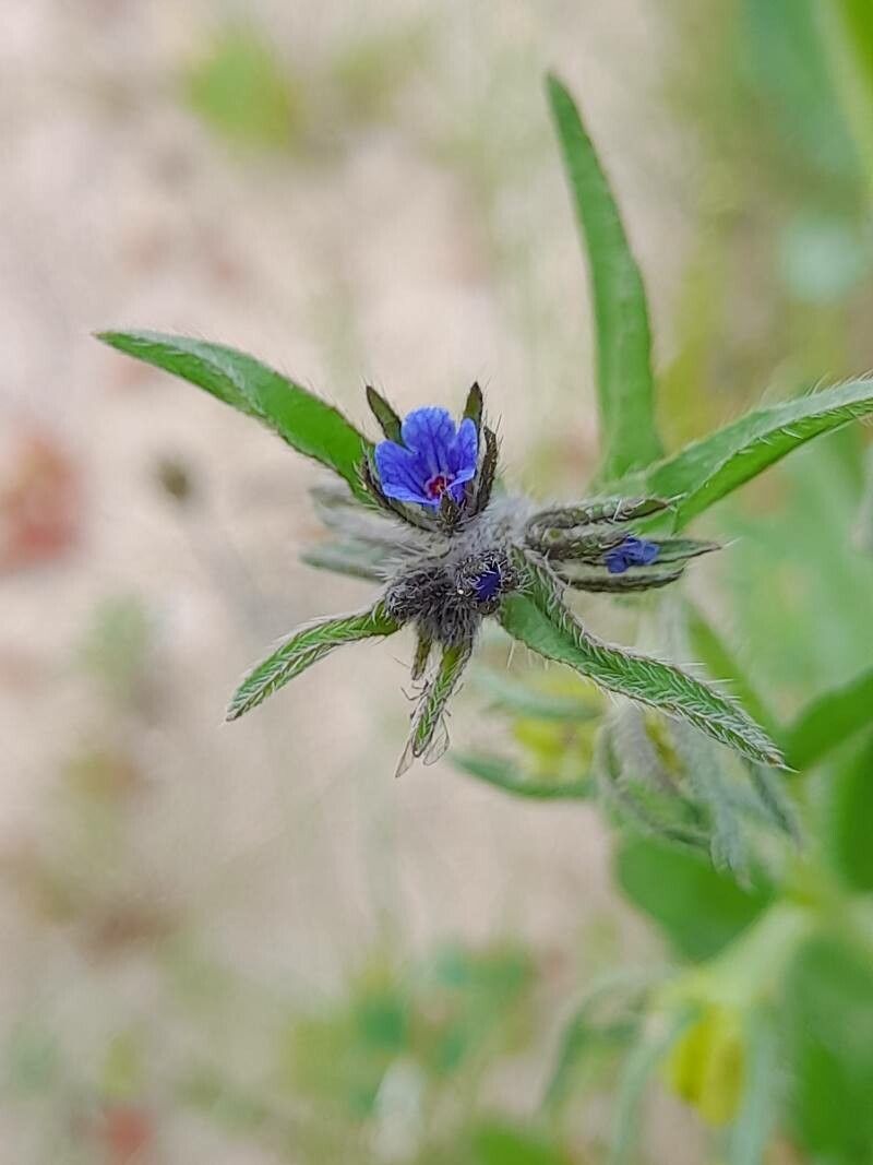 Lappula marginata flower