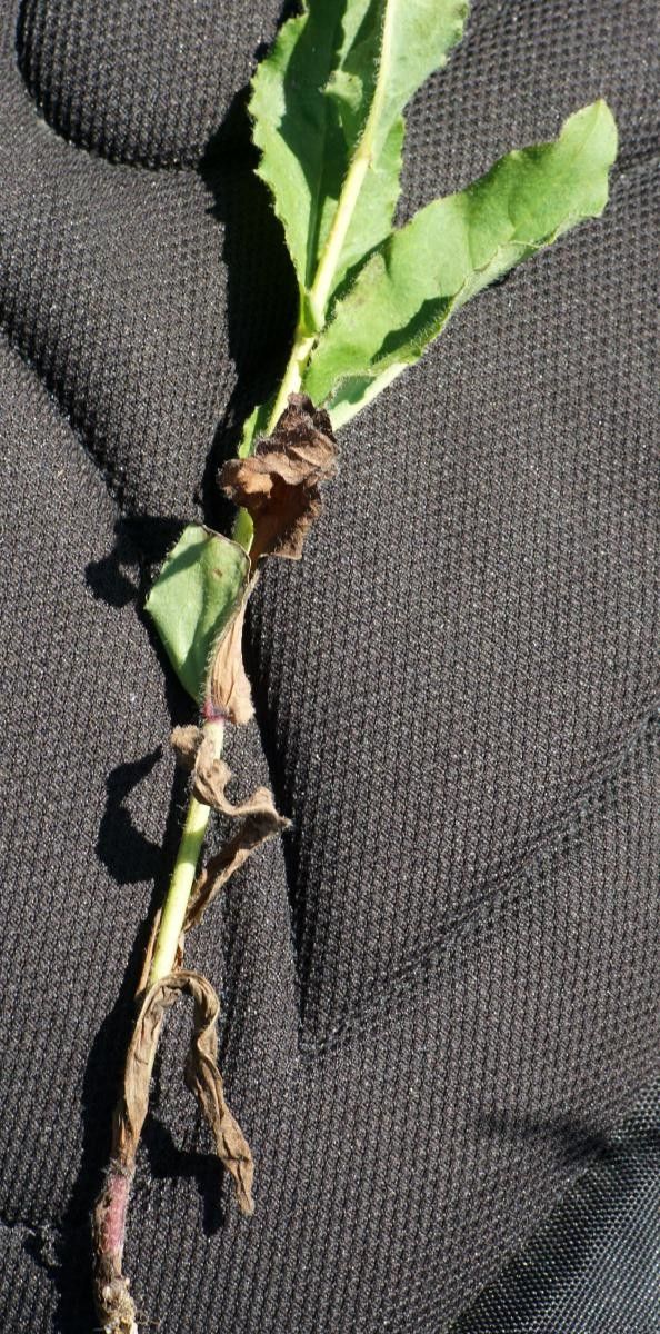 Hieracium cantalicum — houseplant care guide