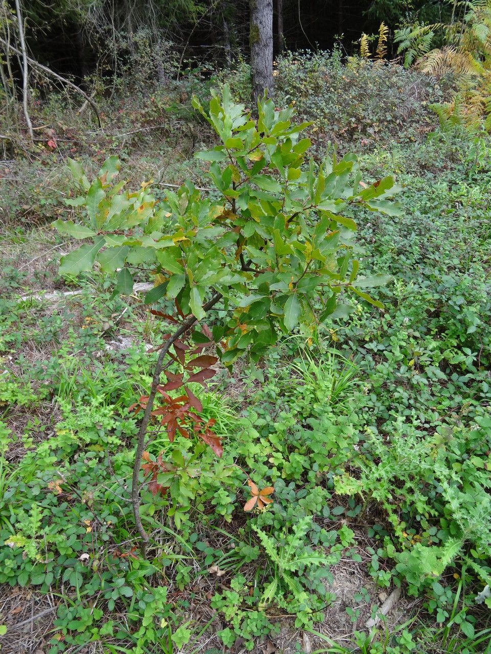 Quercus geminata habit