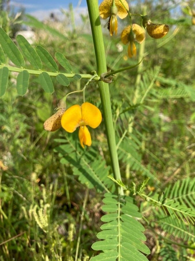 Sesbania herbacea flower
