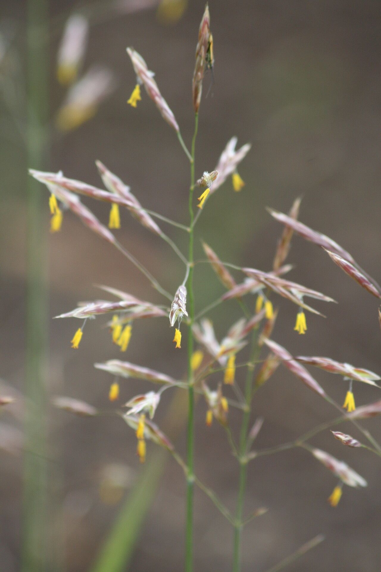 Bromus riparius — search result for 'Bromus'