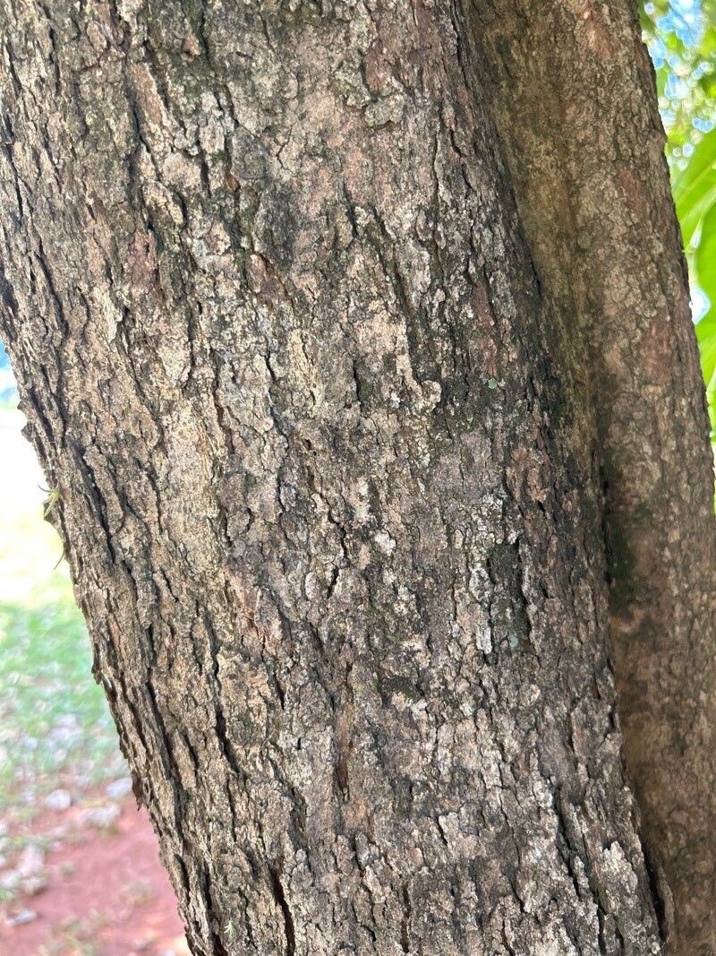 Hirtella hebeclada bark