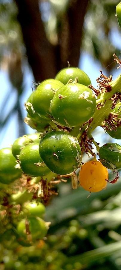 Scaevola plumieri fruit