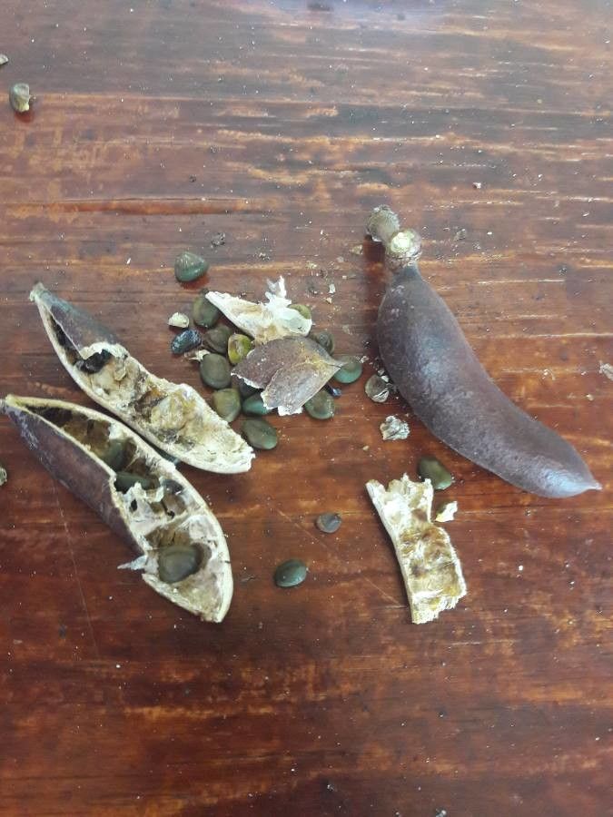 Ormocarpum kirkii fruit