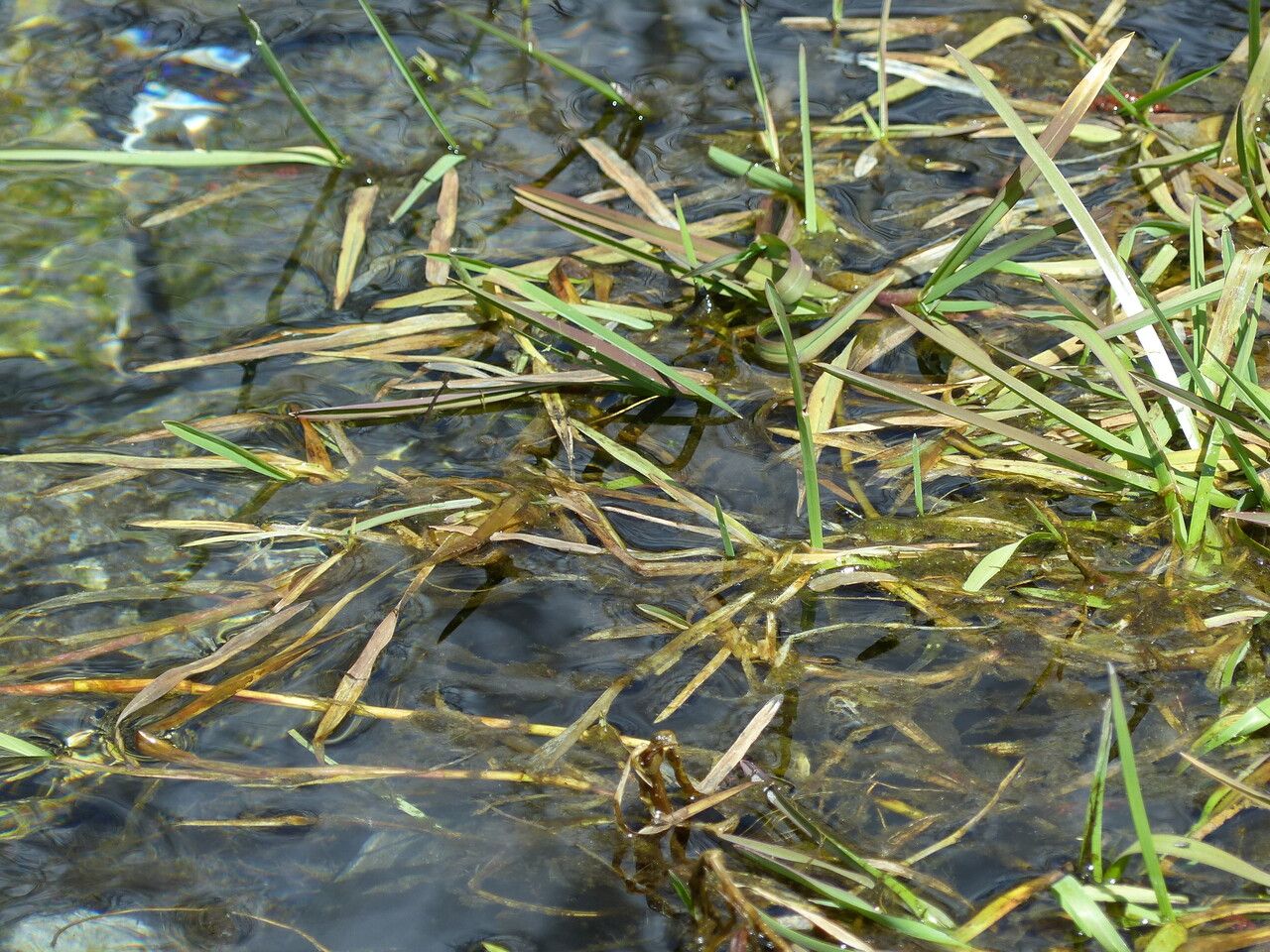 Potamogeton gramineus — search result for 'Potamogeton'