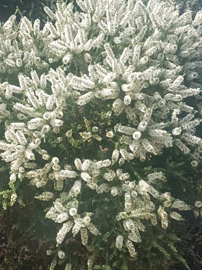 Melaleuca lanceolata flower
