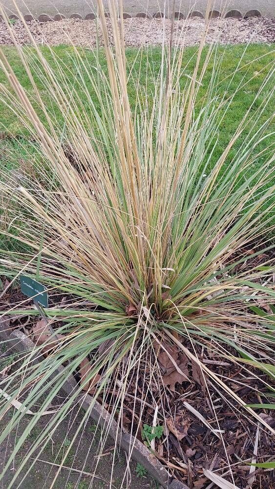 Austroderia richardii — houseplant care guide