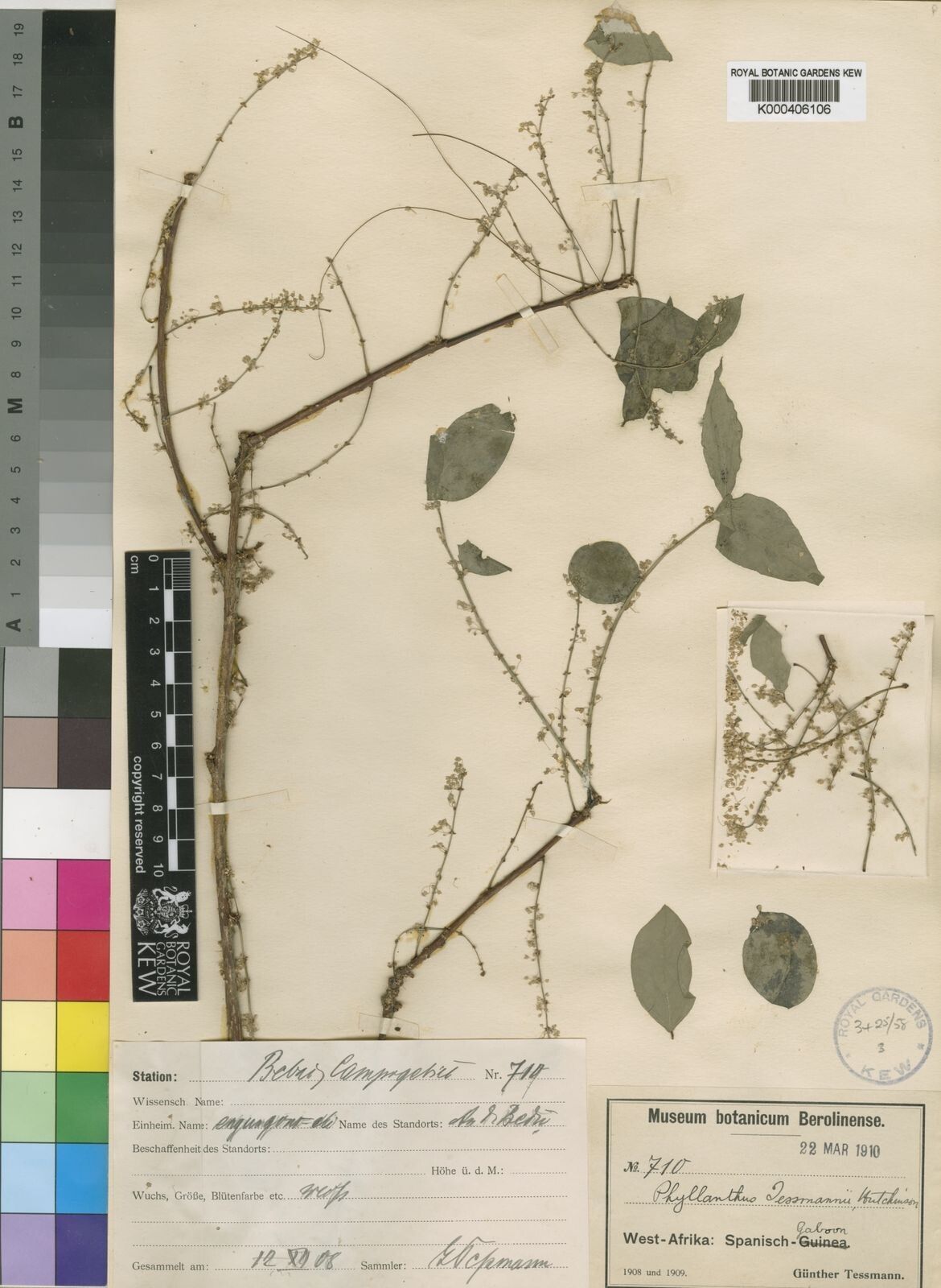 Phyllanthus tessmannii — houseplant care guide