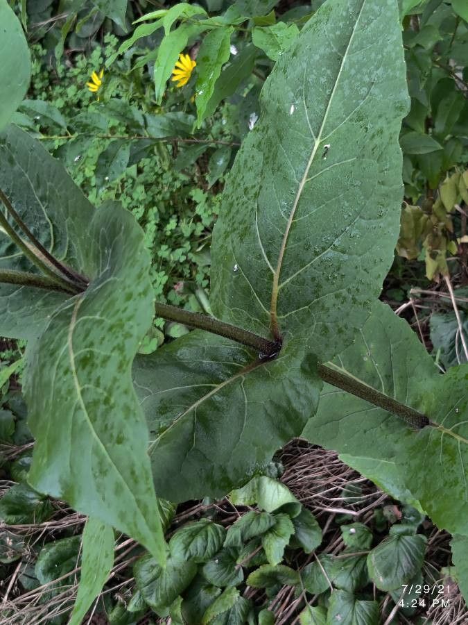 Silphium integrifolium leaf