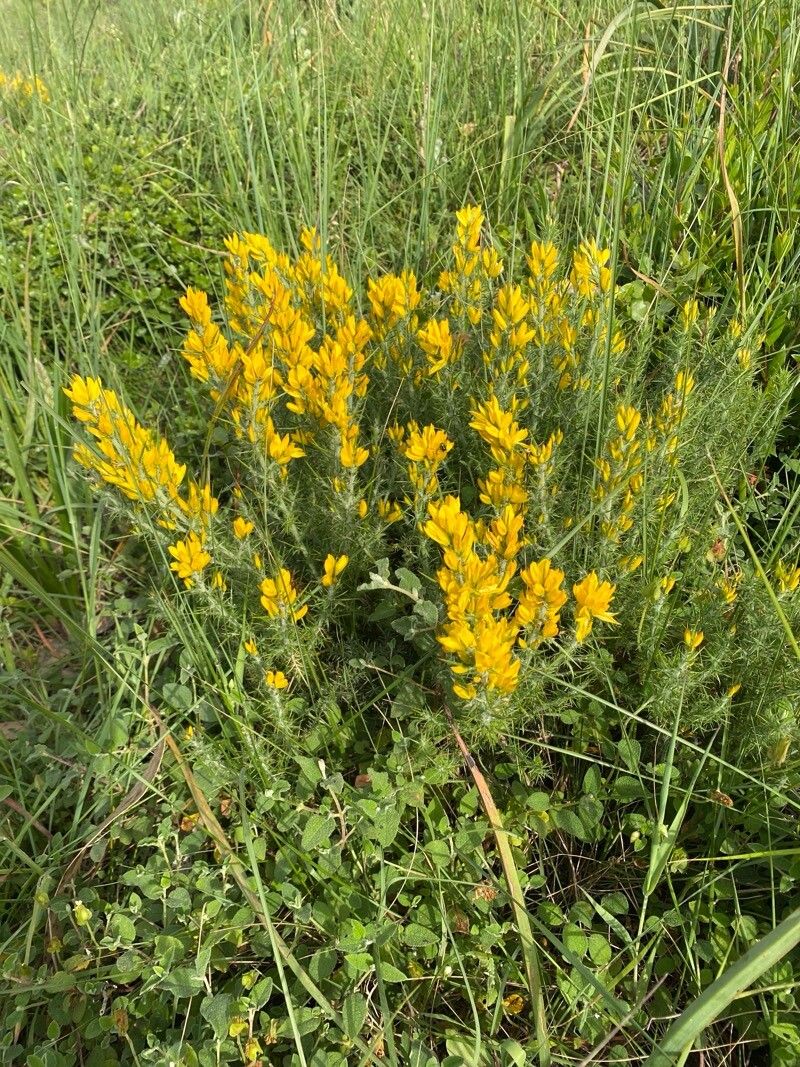Ulex densus flower