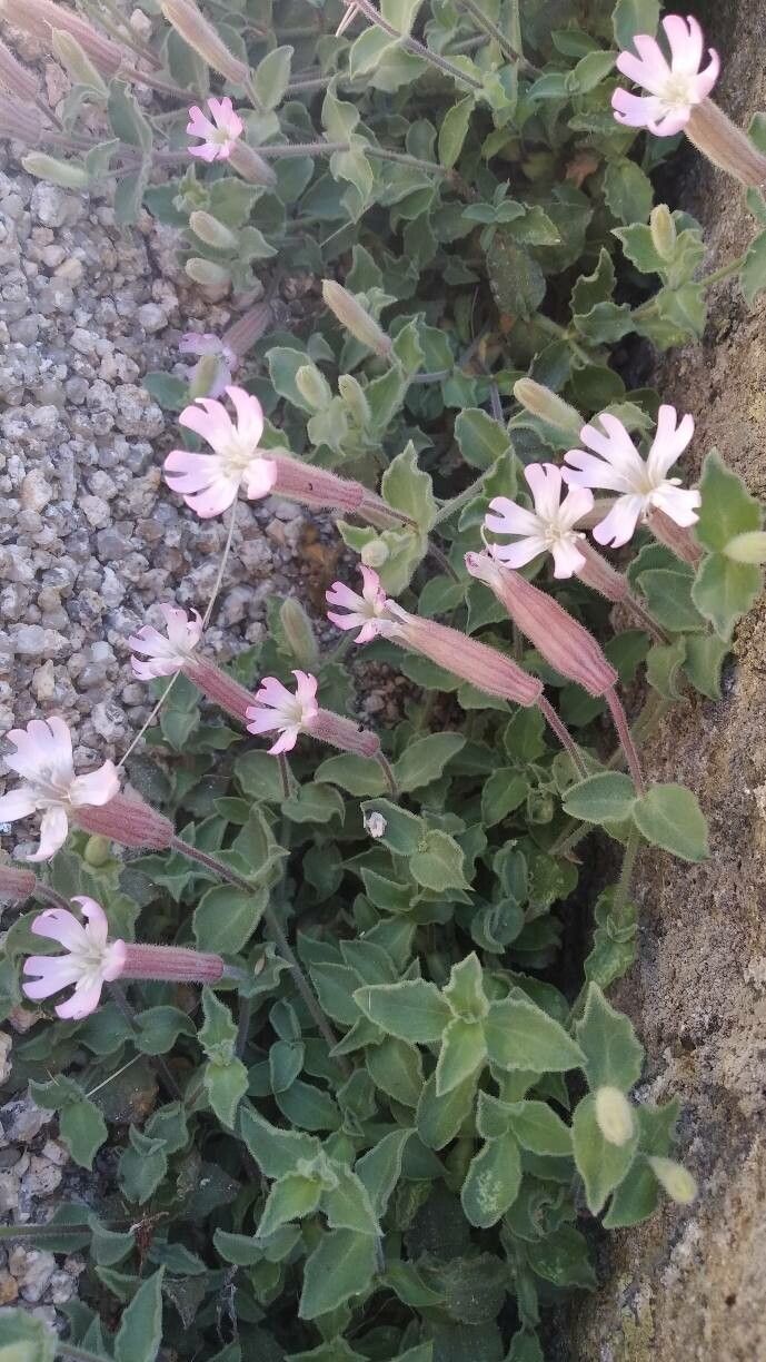 Silene foetida habit