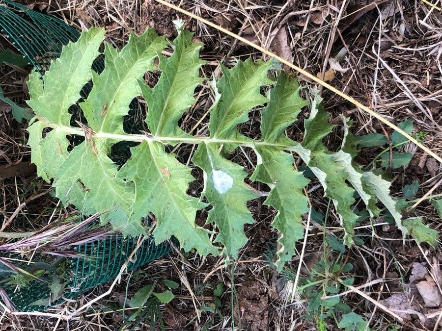 Cynara tournefortii — search result for 'Cynara'