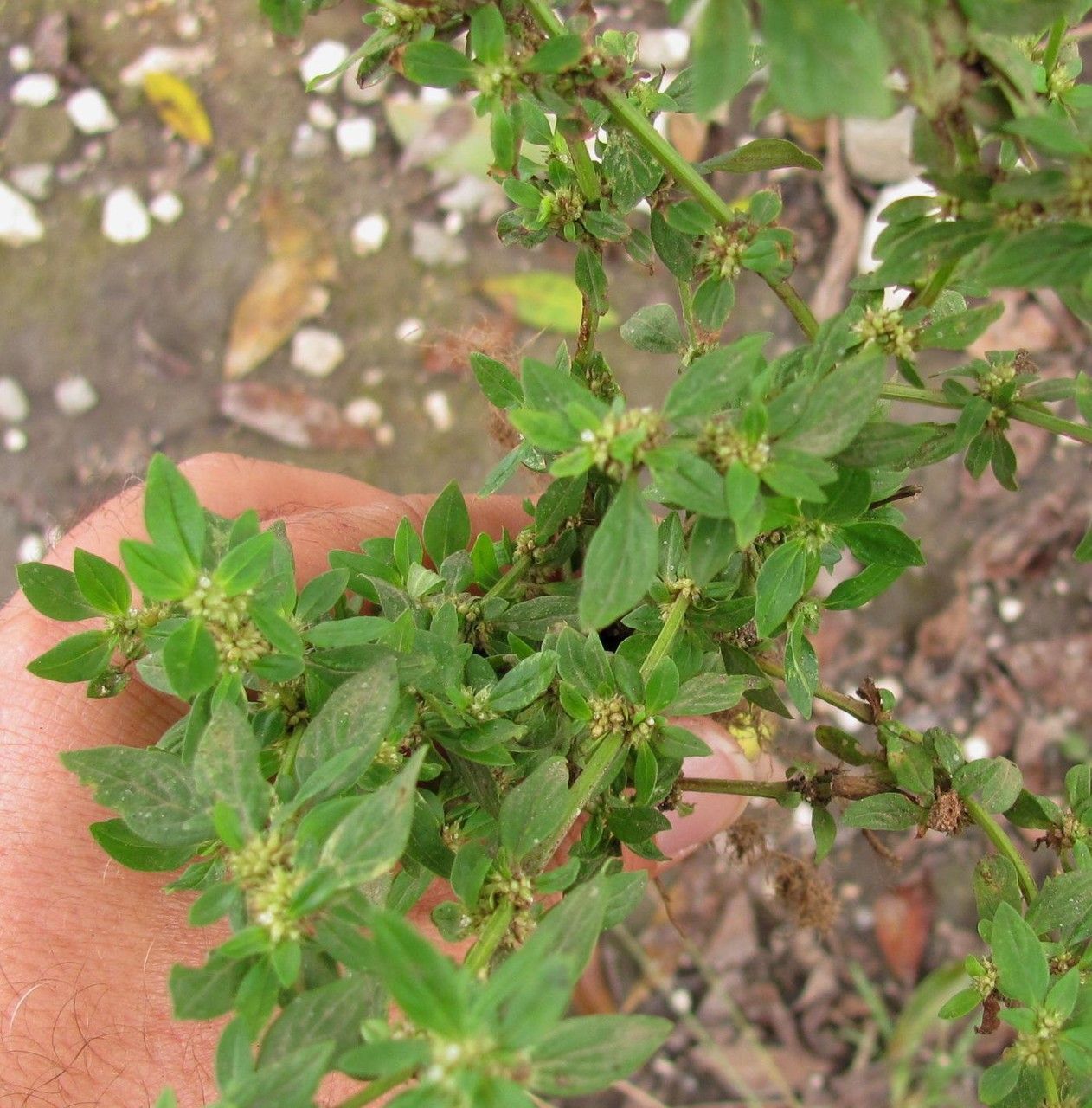 Spermacoce ovalifolia habit