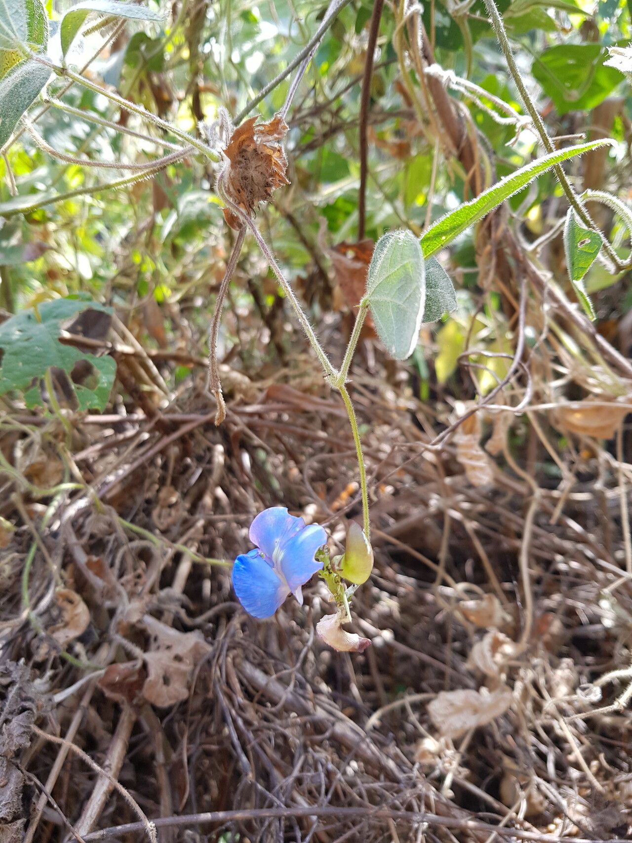 Vigna racemosa flower