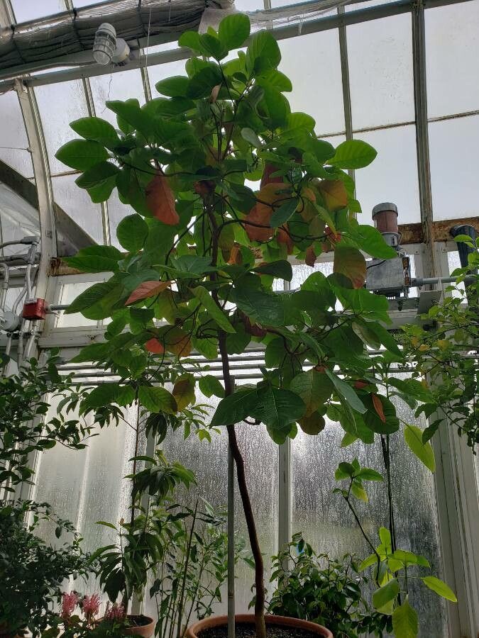 Cinchona pubescens habit