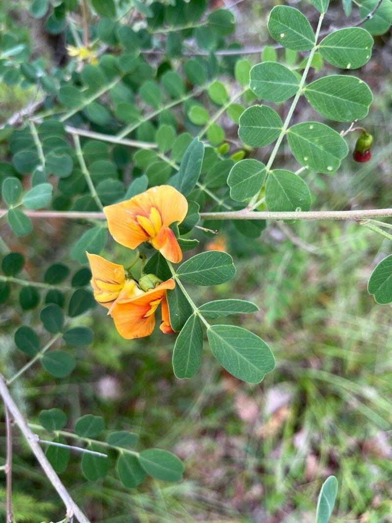 Colutea × media flower