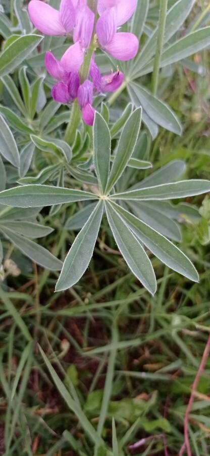 Lupinus albus leaf