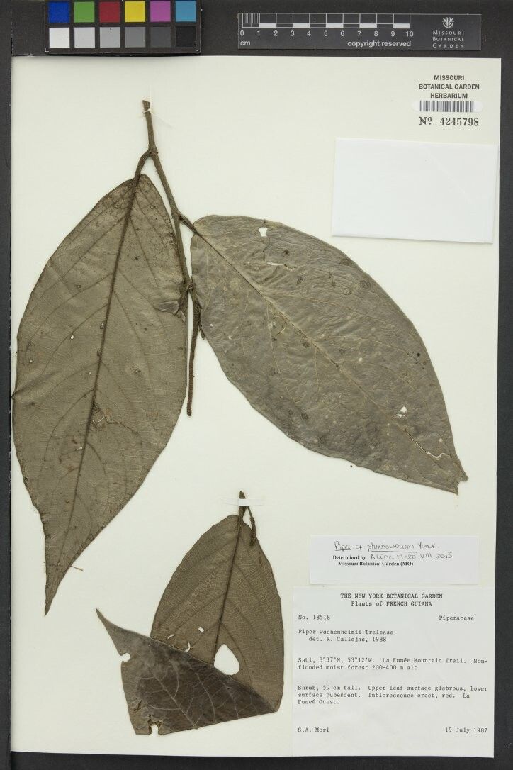 Piper plurinervosum — houseplant care guide