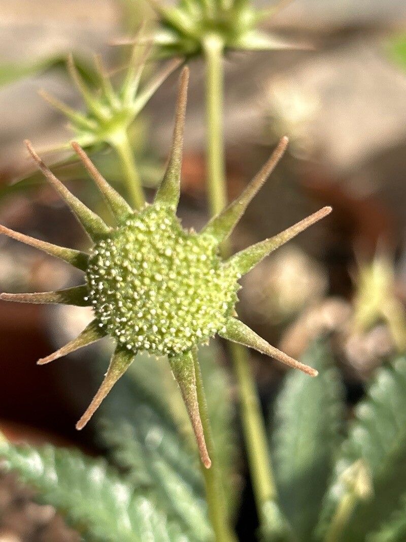 Dorstenia horwoodii flower