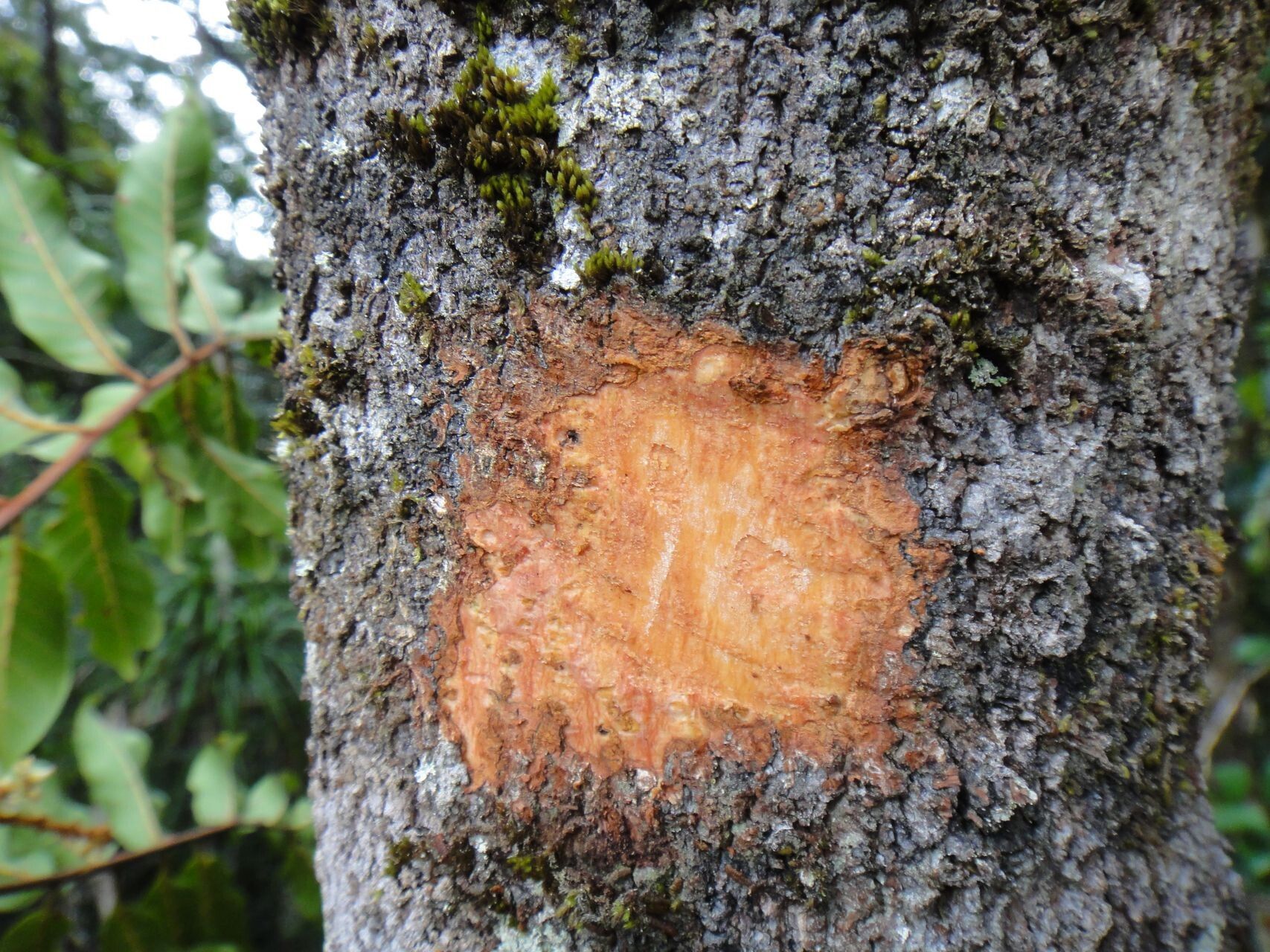 Cupaniopsis chytradenia bark