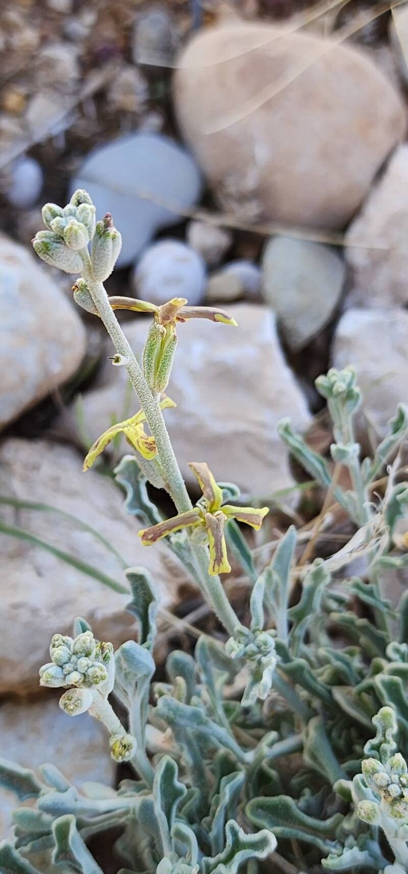 Matthiola flavida flower