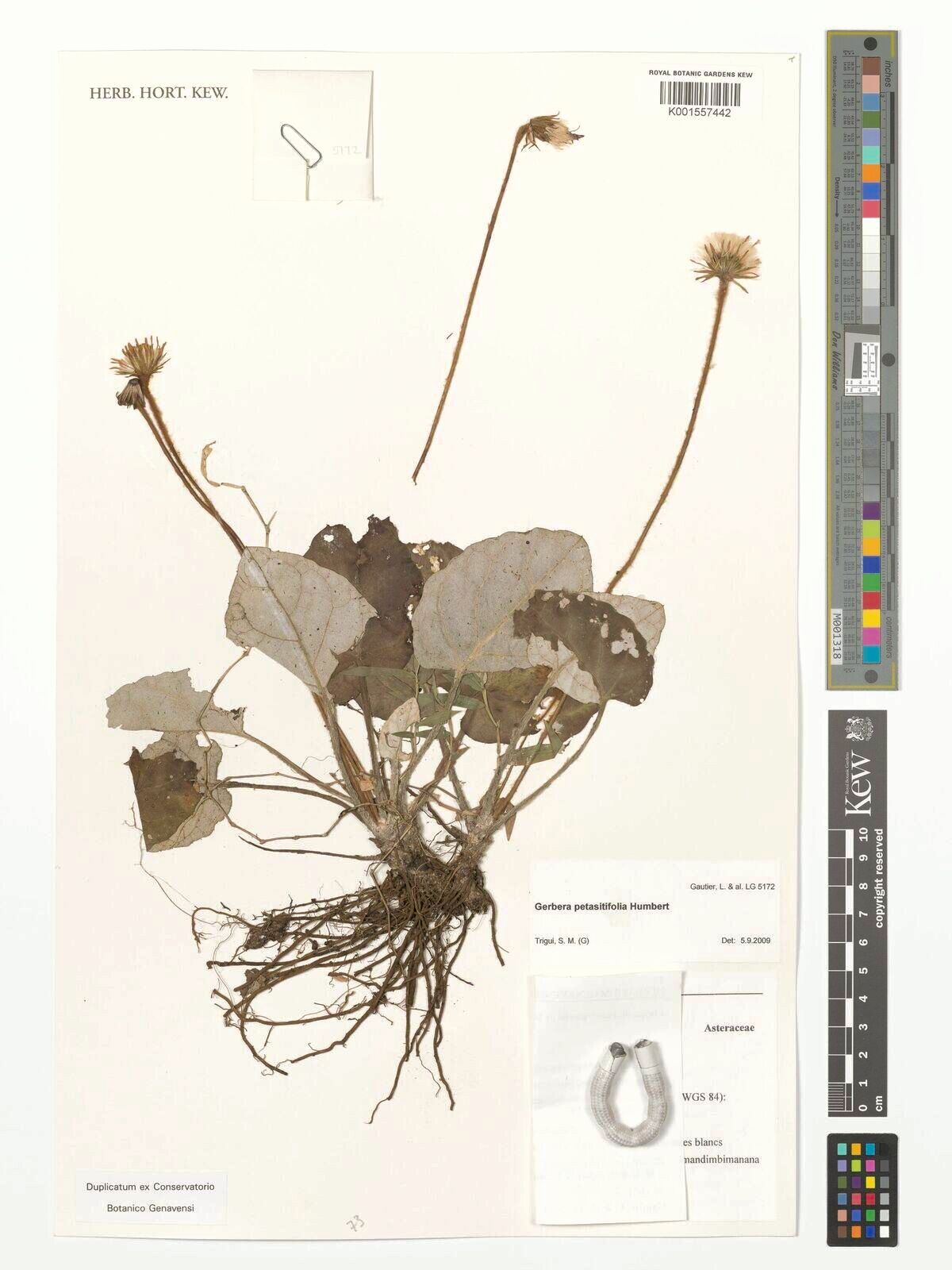 Gerbera petasitifolia — search result for 'Gerbera'