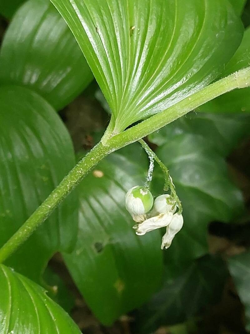 Polygonatum pubescens fruit