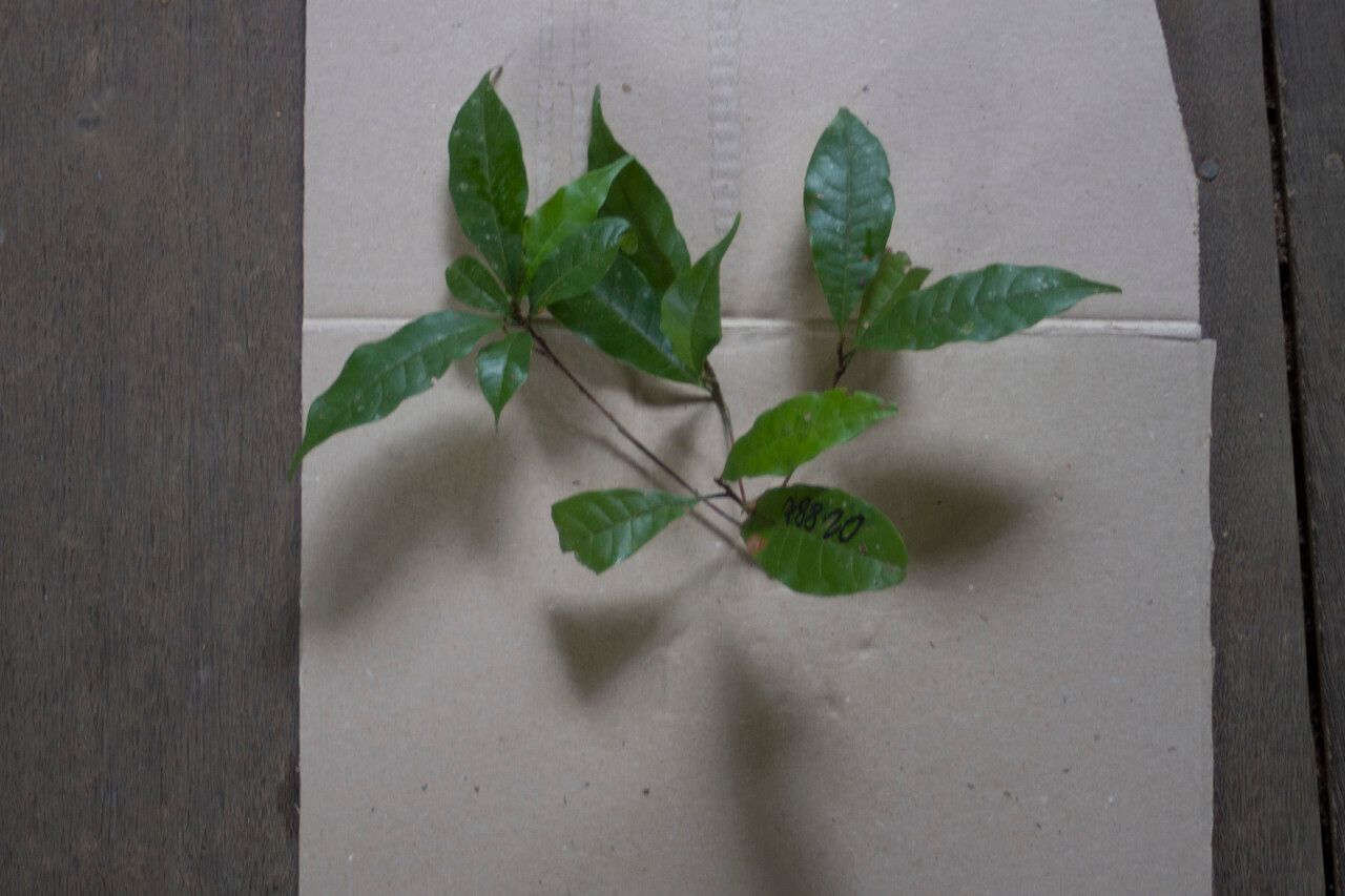 Pouteria hispida — houseplant care guide