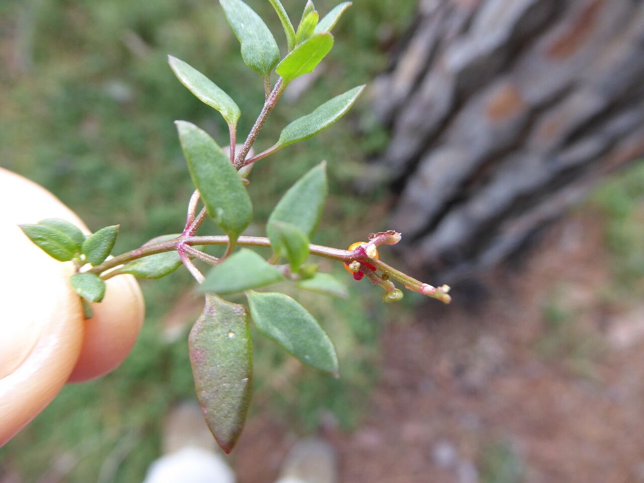 Einadia nutans — search result for 'Chenopodiaceae'