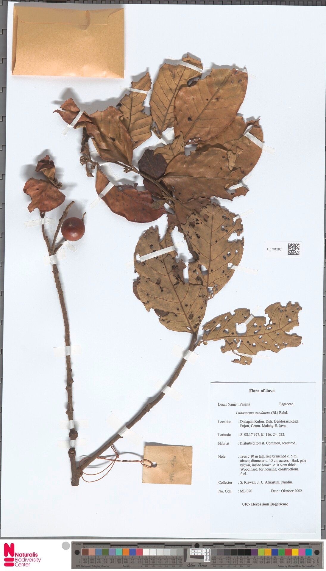 Lithocarpus sundaicus — houseplant care guide