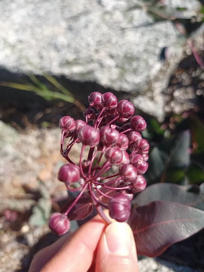 Asclepias cordifolia flower