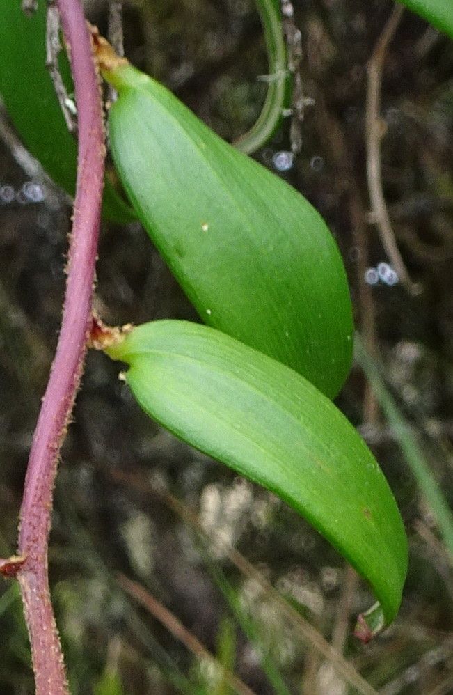 Bomarea crassifolia leaf