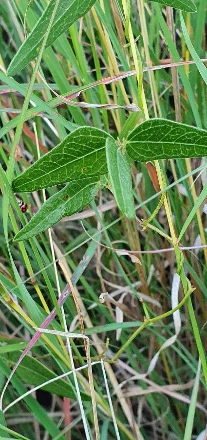 Vigna macrorhyncha — search result for 'Vigna'