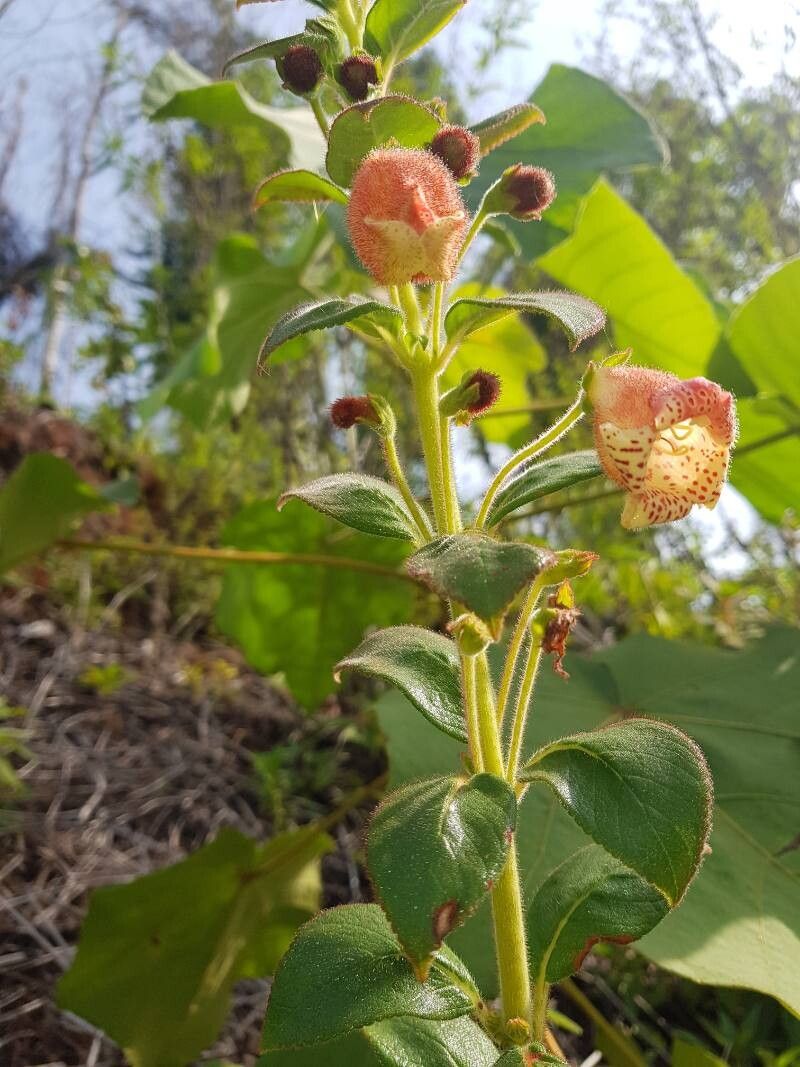 Kohleria allenii flower