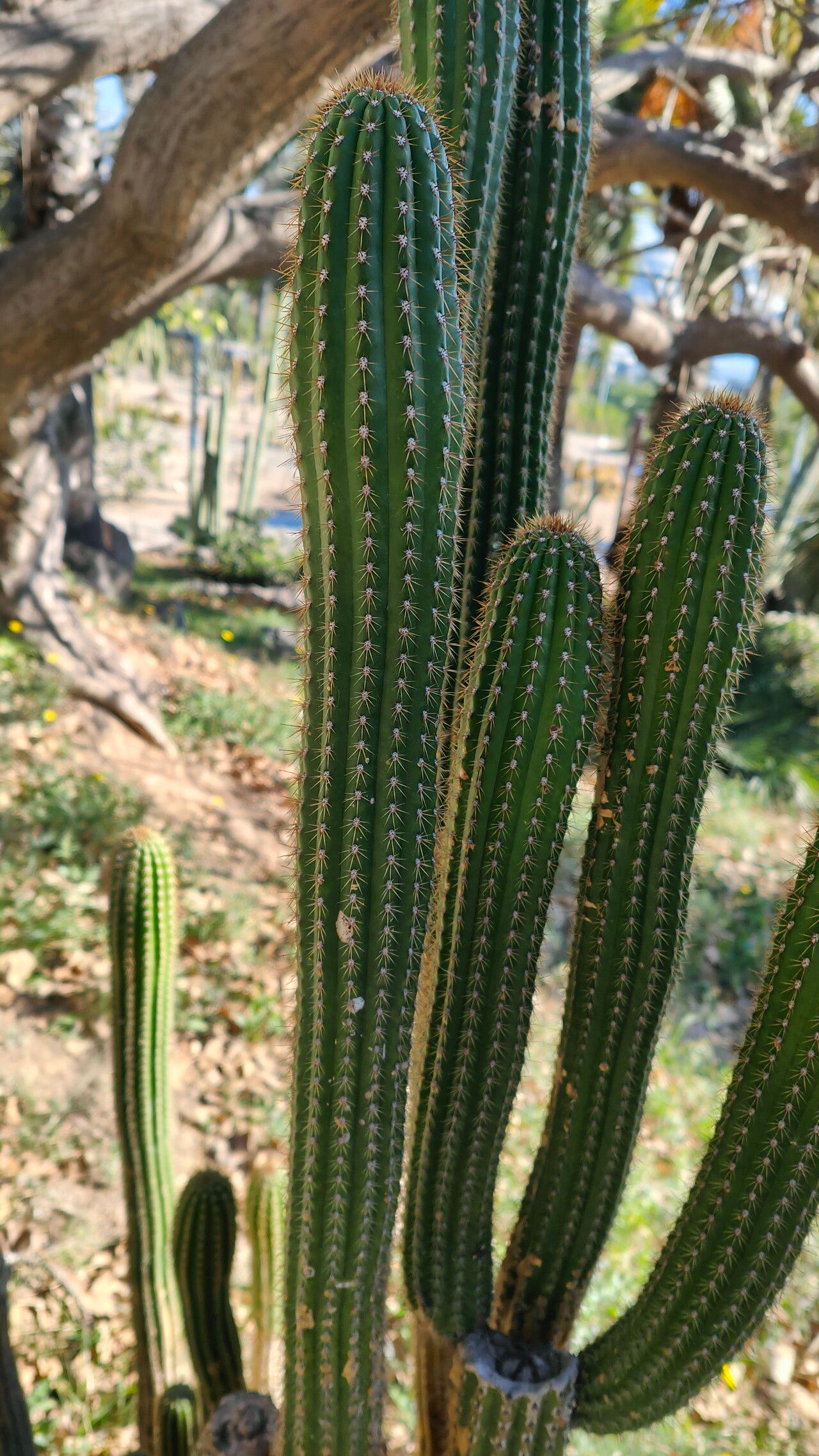 Soehrensia spachiana bark